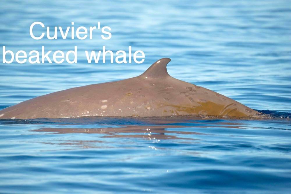 Cuvier's Beaked Whale, Bahamas (BMMRO / Charlotte Dunn)