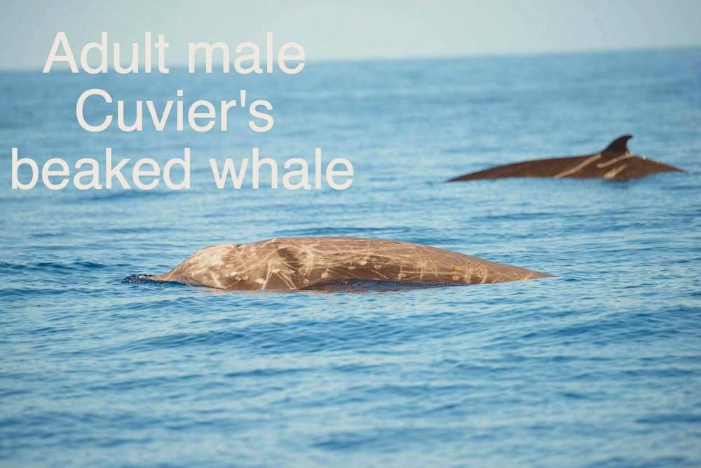 Cuvier's Beaked Whale, Bahamas (BMMRO / Charlotte Dunn)