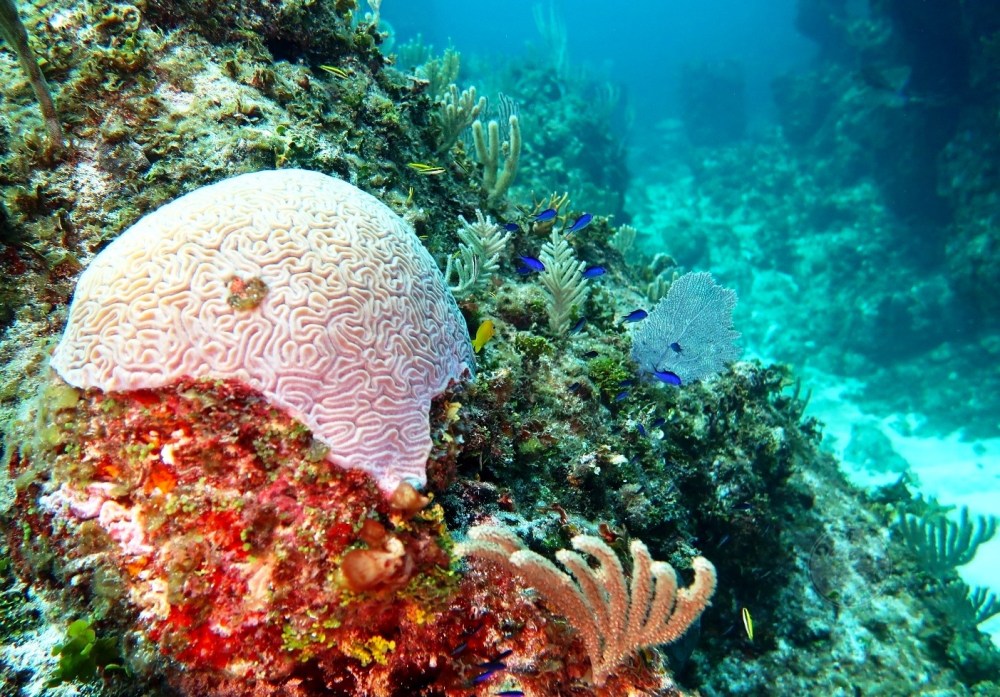 BRAIN CORAL Abaco Bahamas (Melinda Rogers / Dive Abaco)
