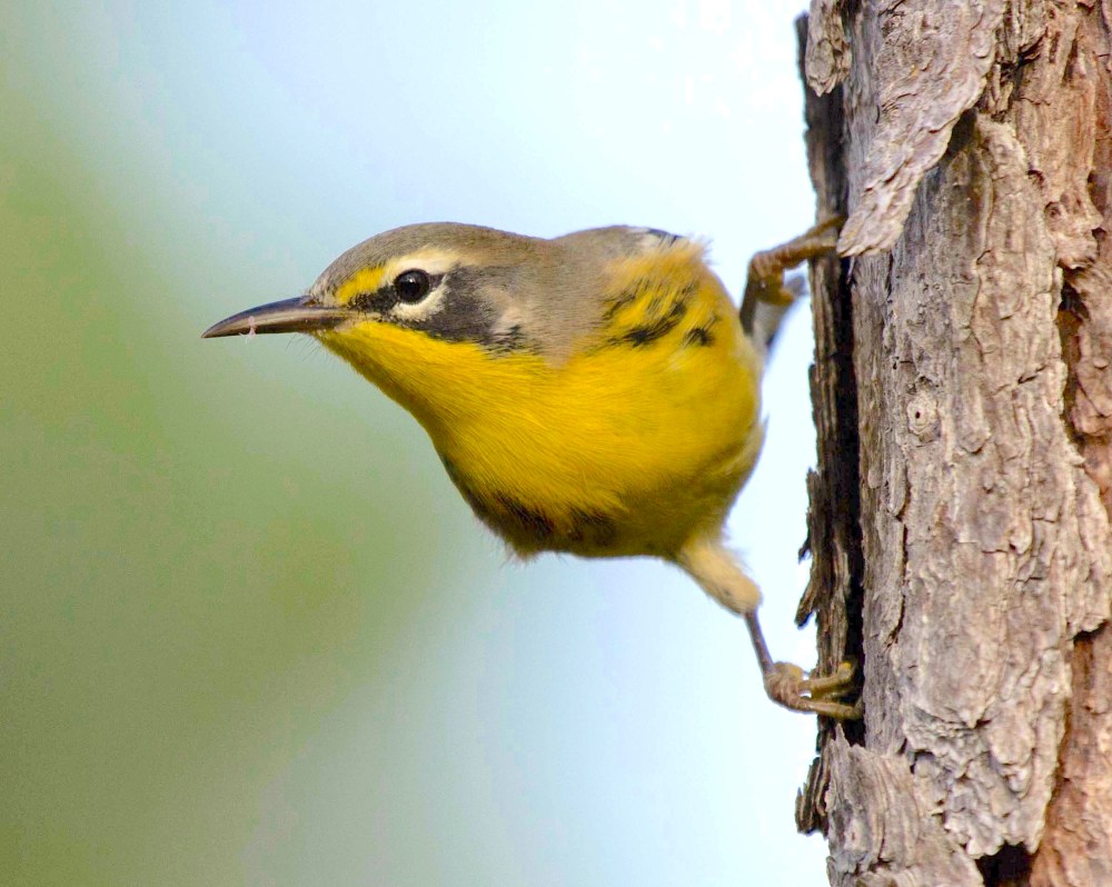 Bahama Warbler, Abaco Bahamas (Alex Hughes)