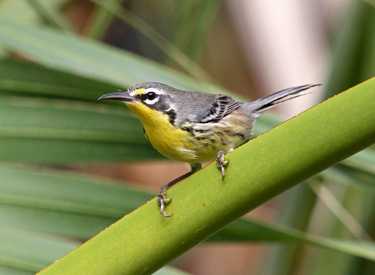 Bahama Warbler, Abaco Bahamas (Bruce Hallett)