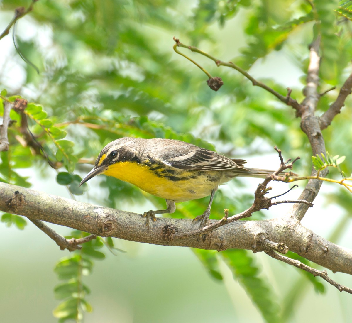 Bahama Warbler, Abaco Bahamas (Tom Sheley)