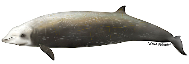 Cuvier's Beaked Whale (NOAA Fisheries)