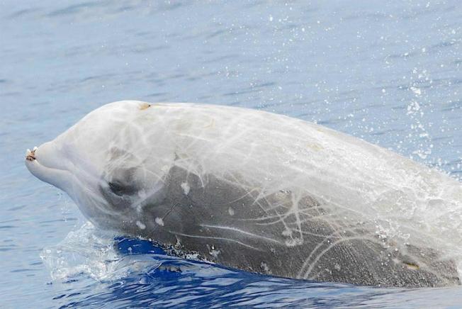 Cuvier's Beaked Whale, Bahamas (BMMRO / Charlotte Dunn)