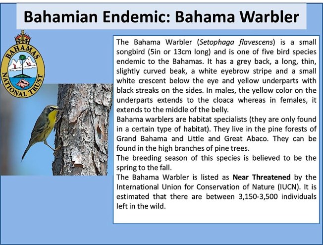 BNT infographic Bahama Warbler