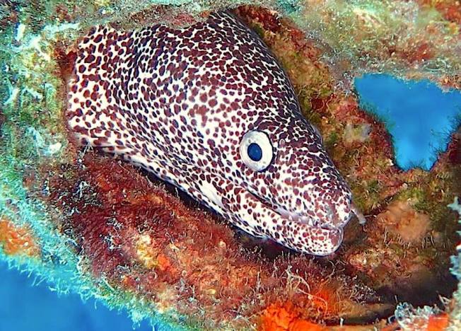 Spotted Moray Eel, Bahamas (Melinda Riger / G B Scuba)