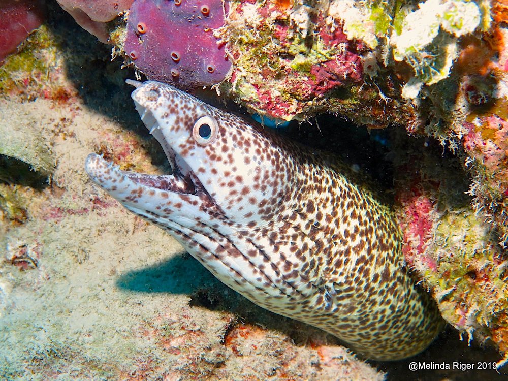 Spotted Moray Eel, Bahamas (Melinda Riger / G B Scuba)
