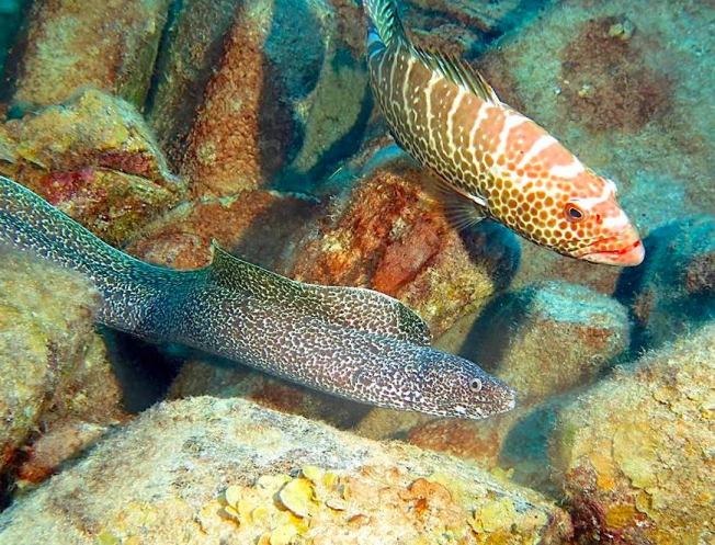 Spotted Moray Eel, Bahamas (Melinda Riger / G B Scuba)