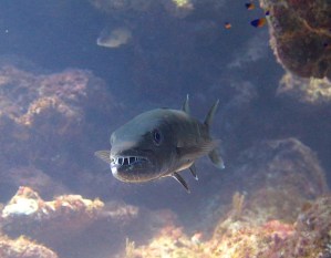 Barracuda, Abaco Bahamas (Melinda Rogers / Dive Abaco)