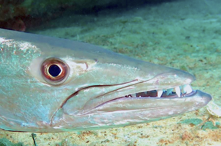 Barracuda, Bahamas (Melinda Riger / G B Scuba)