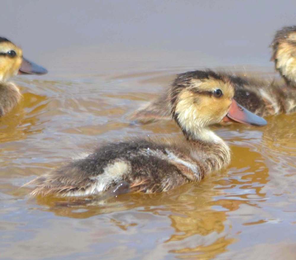 White-cheeked Pintail / Bahama Pintail Ducklings (Charles Skinner)
