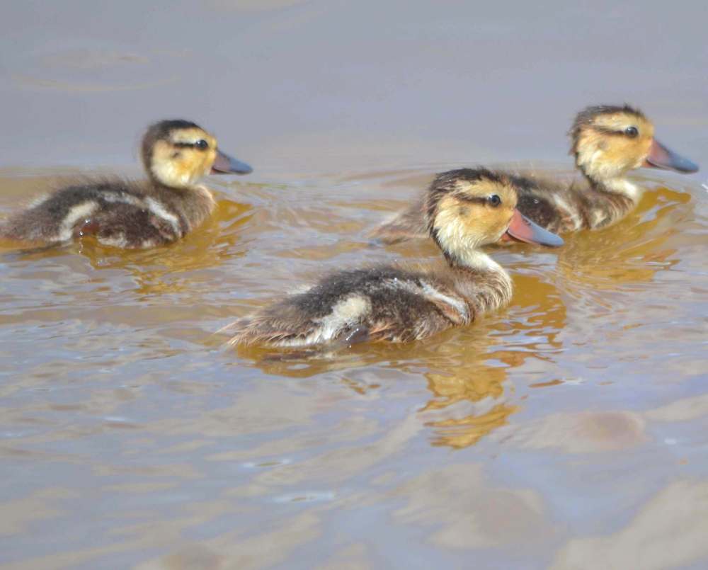 White-cheeked Pintail / Bahama Pintail Ducklings (Tom Sheley)