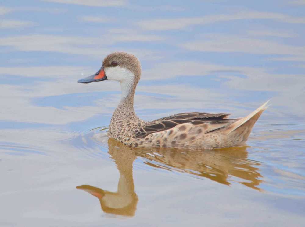 White-cheeked Pintail / Bahama Pintail Ducklings (Charles Skinner)