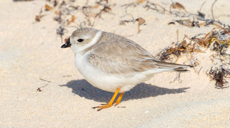 Piping Plovers, Winding Bay, Abaco, Bahamas (Lisa Davies)