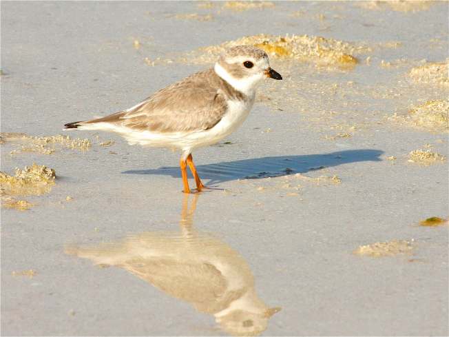 Piping Plover Abaco Bahamas (Bruce Hallett / Keith Salvesen)
