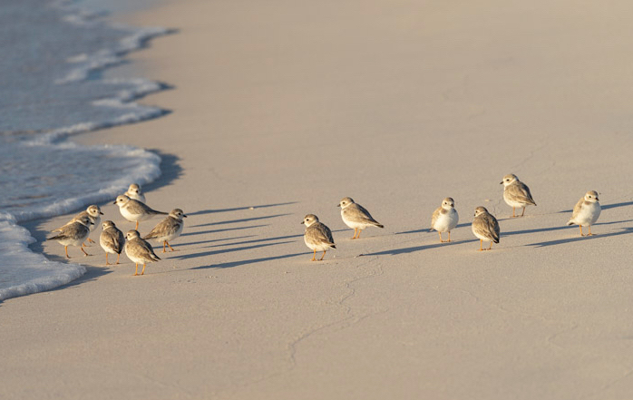 Piping Plovers, Winding Bay, Abaco, Bahamas (Lisa Davies)