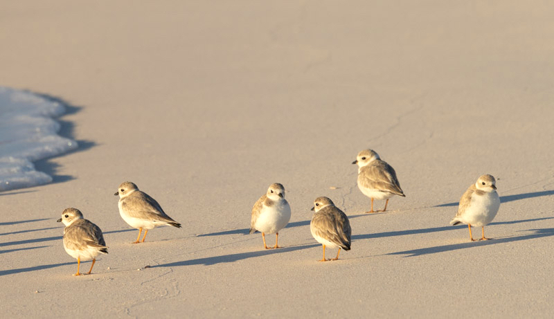 Piping Plovers, Winding Bay, Abaco, Bahamas (Lisa Davies)