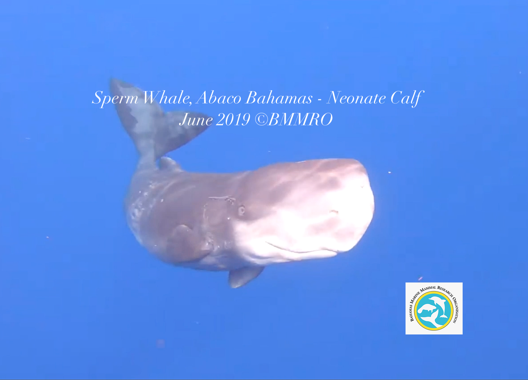 Sperm whale - neonate calf Abaco, Bahamas (Charlotte Dunn / BMMRO)