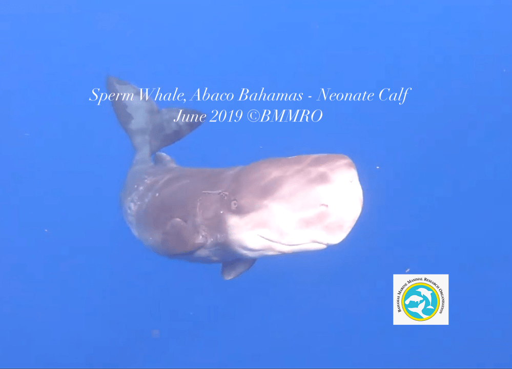 Sperm Whale baby (neonate) Abaco Bahamas (Charlotte Dunn / BMMRO)