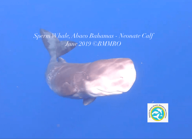 Sperm whale - neonate calf Abaco, Bahamas (Charlotte Dunn / BMMRO)