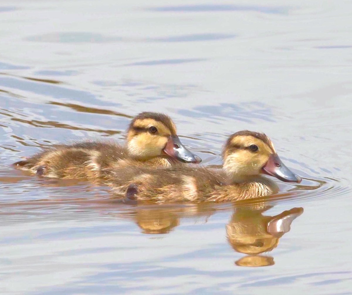 White-cheeked Pintail / Bahama Pintail Ducklings (Tom Sheley)