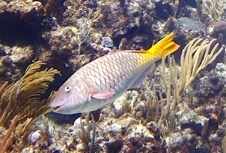 Yellowtail (Redfin) Parrotfish (Melinda Rogers / Dive Abaco)