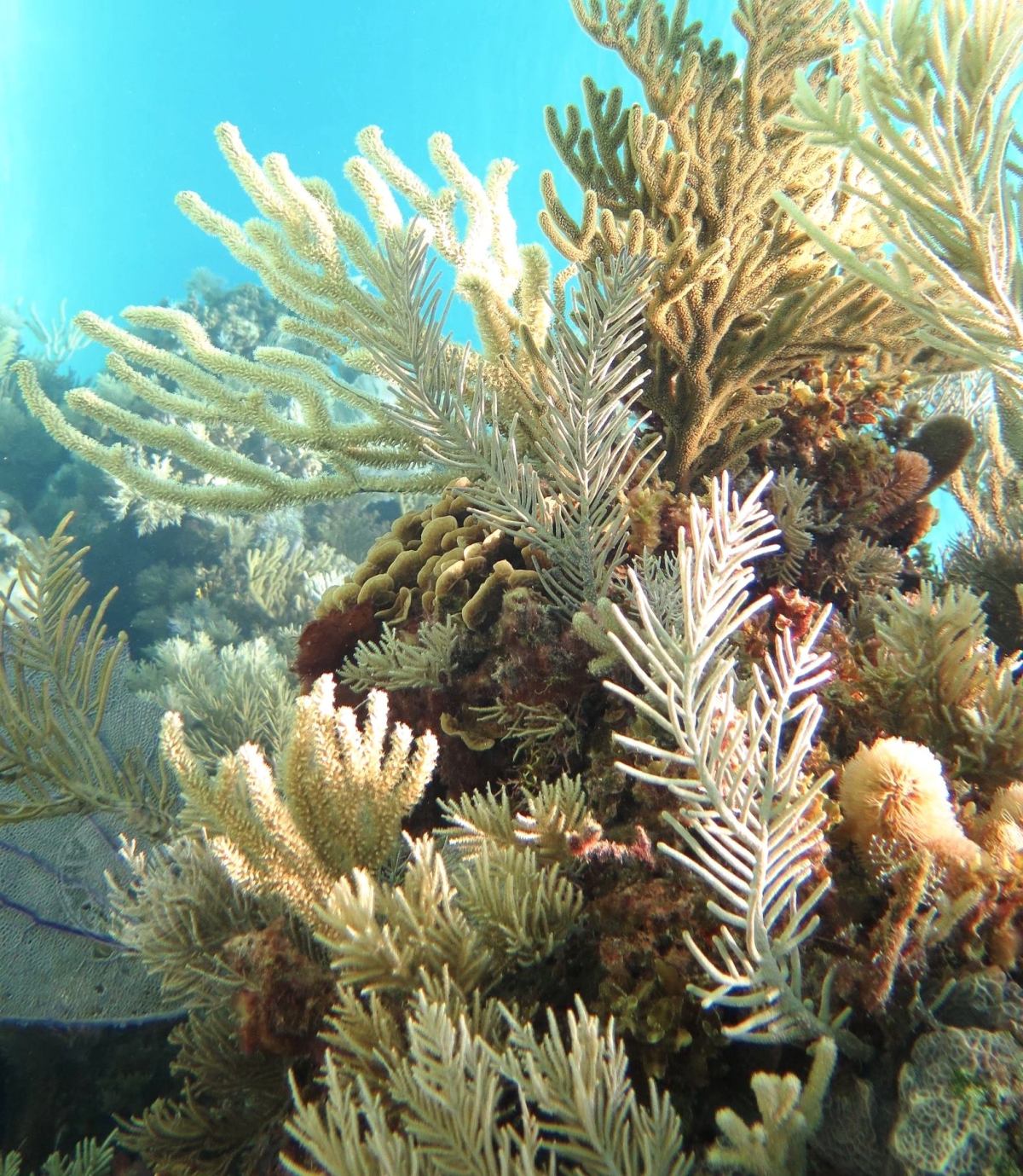 Reef Corals, Abaco Bahamas (Melinda Rogers / Dive Abaco)
