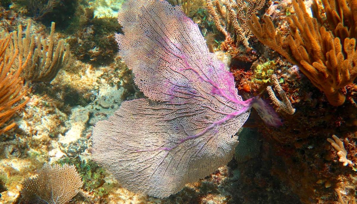Reef Corals, Abaco Bahamas (Melinda Rogers / Dive Abaco)
