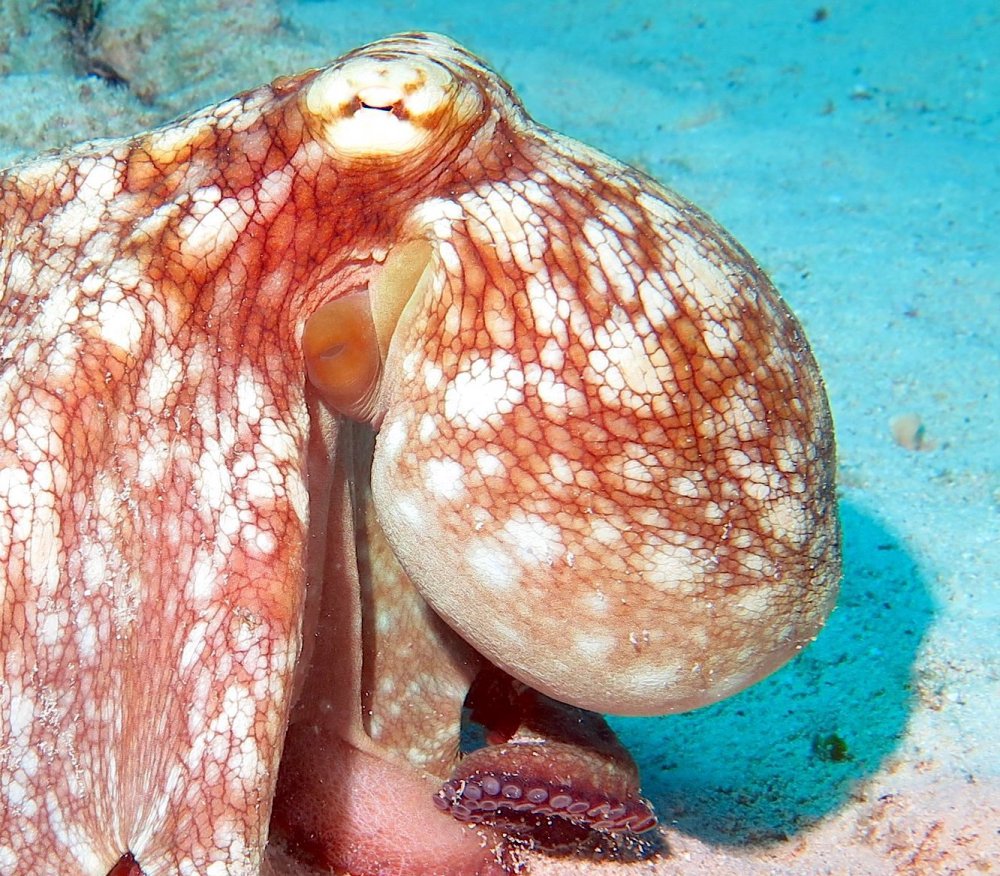 Octopus (Melinda Riger - Grand Bahama Scuba)