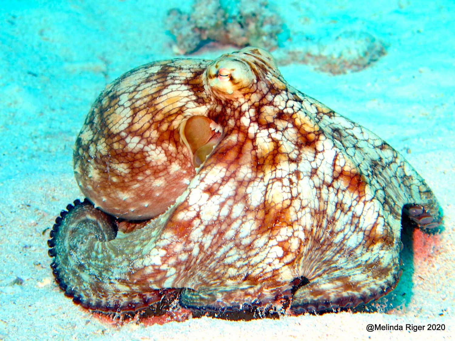 Octopus (Melinda Riger - Grand Bahama Scuba)