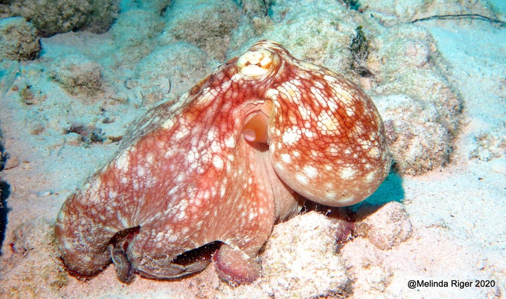 Octopus (Melinda Riger - Grand Bahama Scuba)