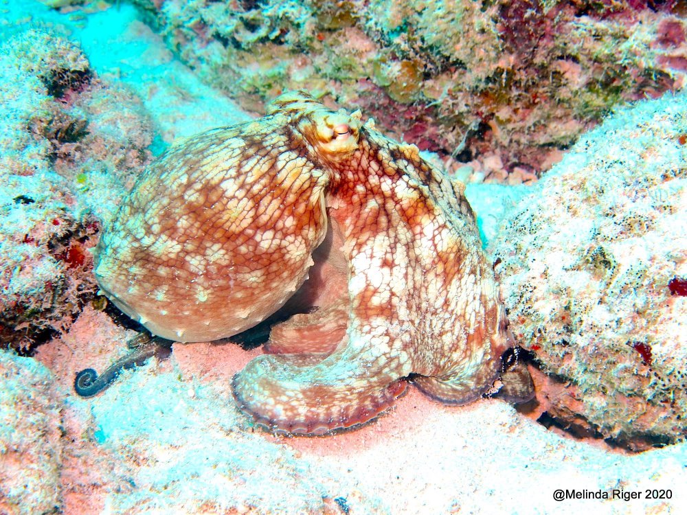 Octopus (Melinda Riger - Grand Bahama Scuba)