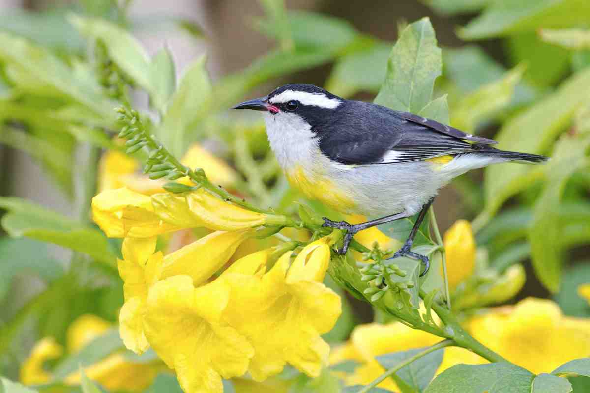 Bananaquit, Abaco Bahamas (Craig Nash)
