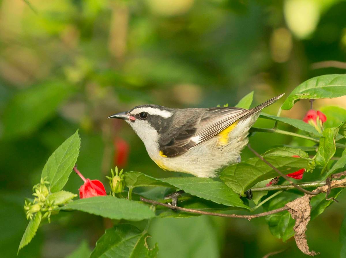 Bananaquit, Abaco Bahamas (Tom Sheley)