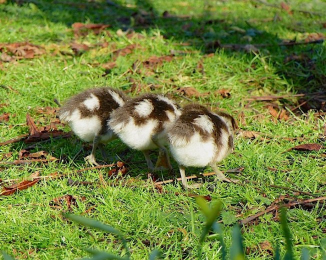 Egyptian Goose Alopochen aegyptiaca (Keith Salvesen / Rolling Harbour)