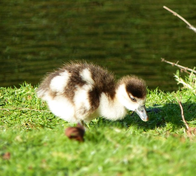 Egyptian Goose Alopochen aegyptiaca (Keith Salvesen / Rolling Harbour)