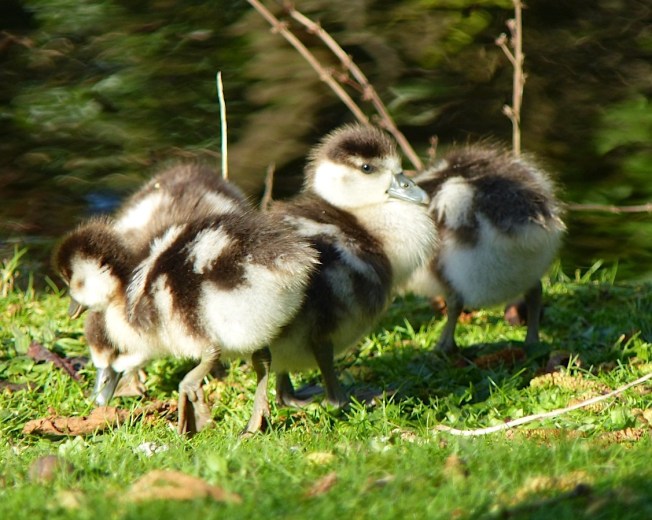 Egyptian Goose Alopochen aegyptiaca (Keith Salvesen / Rolling Harbour)