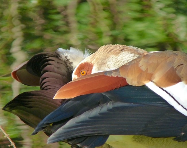 Egyptian Goose Alopochen aegyptiaca (Keith Salvesen / Rolling Harbour)