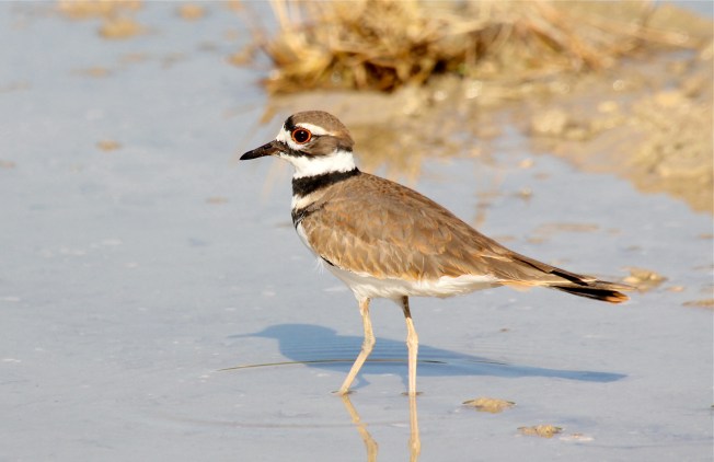 Killdeer, Abaco Bahamas (Bruce Hallett / Birds of Abaco)