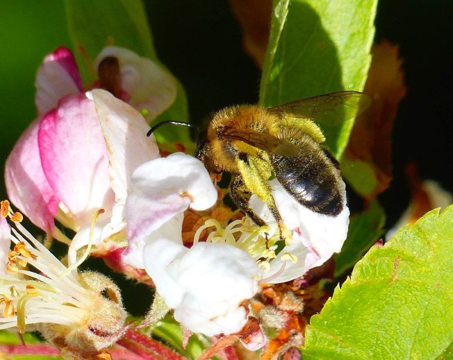 Small Bee - Pollen-covered Keith Salvesen / Rolling Harbour Abaco)