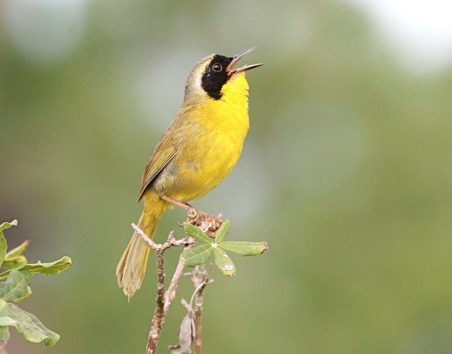Bahama Yellowthroat, Abaco, Bahamas (Bruce Hallett)