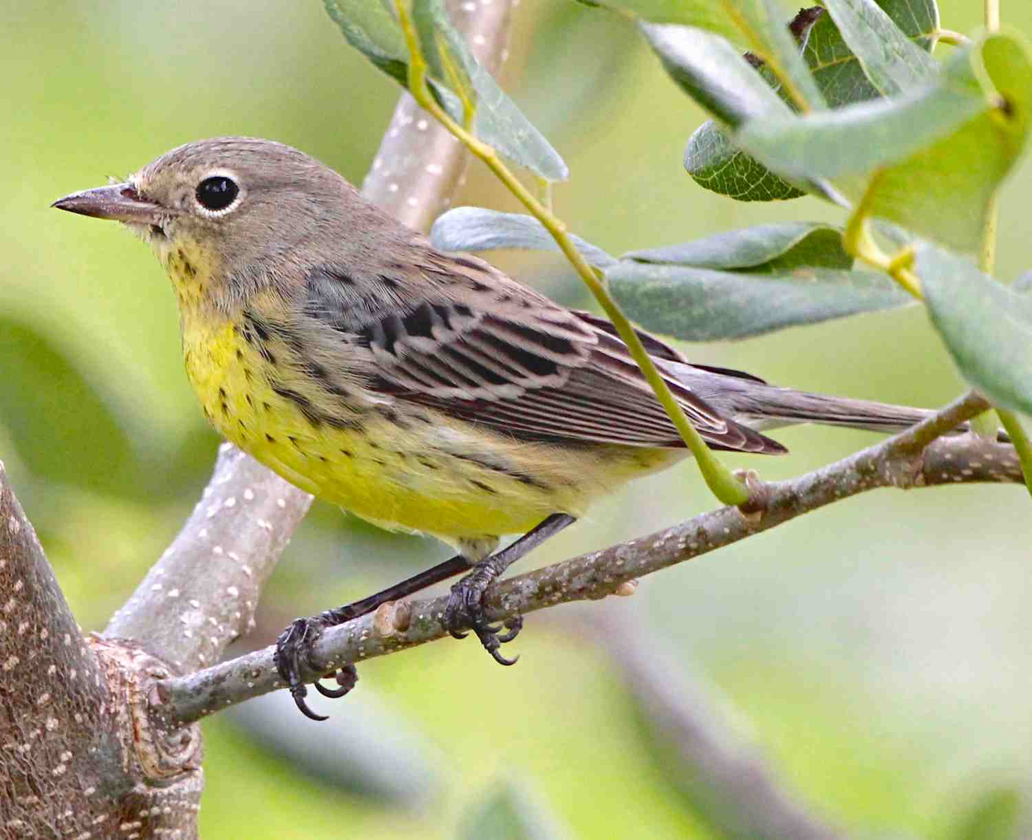 Kirtland's Warbler Abaco Bahamas (Bruce Hallett)