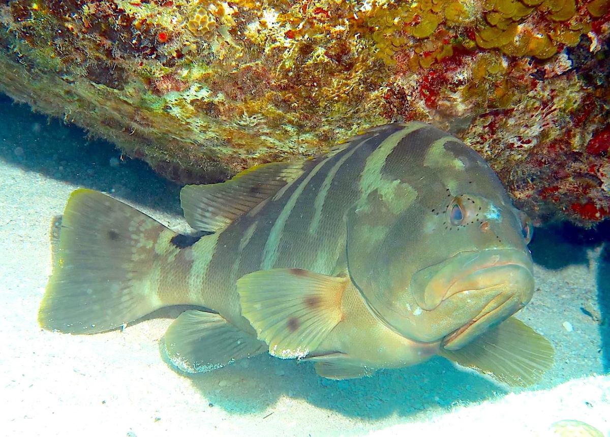 Nassau Grouper (Melinda Riger / G B Scuba)
