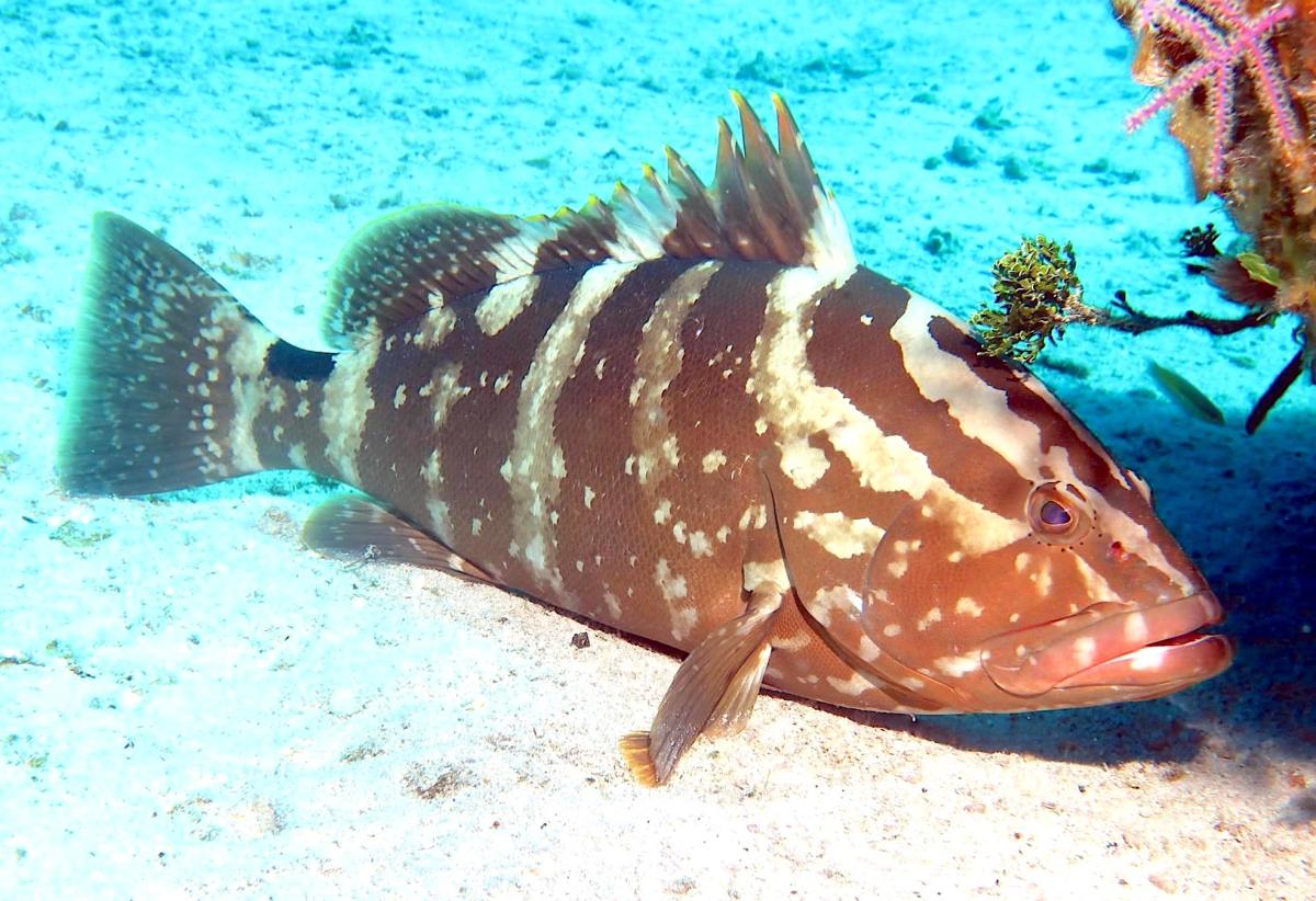 Nassau Grouper (Melinda Riger / G B Scuba)