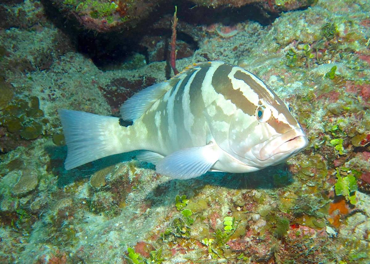 Nassau Grouper (Melinda Riger / G B Scuba)