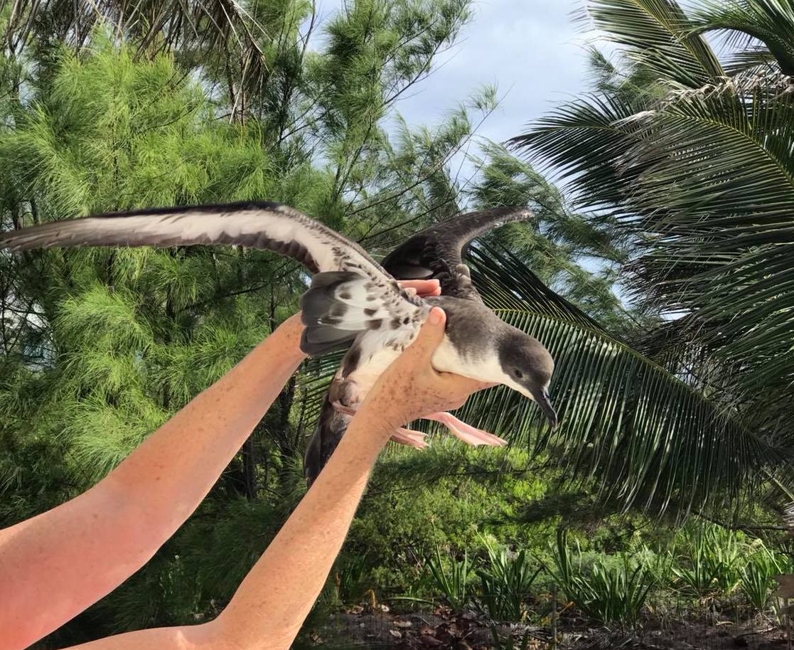 Shearwater die-off 2020 Abaco Bahamas (Melissa Maura)