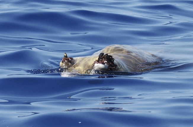 Blainville's Beaked Whale Abaco, Bahamas (Keith Salvesen / BMMRO)