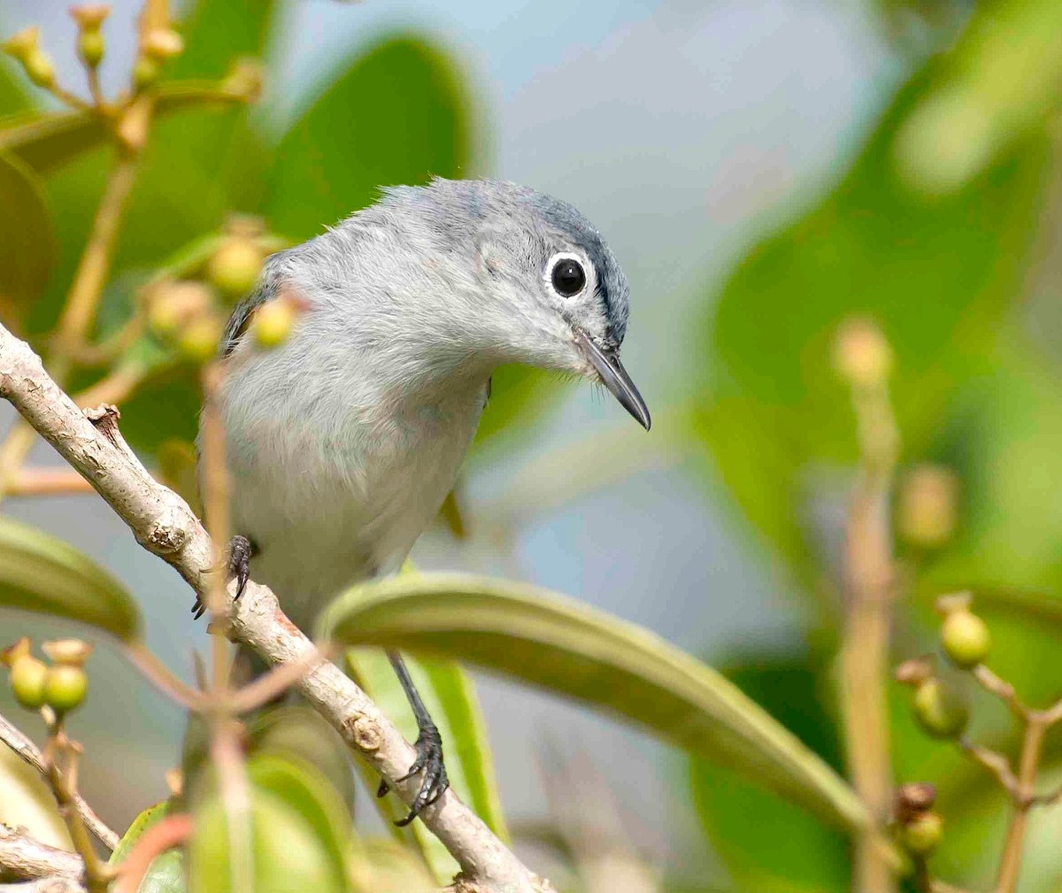 Blue-gray Gnatcatcher, Abaco, Bahamas (Tom Sheley)