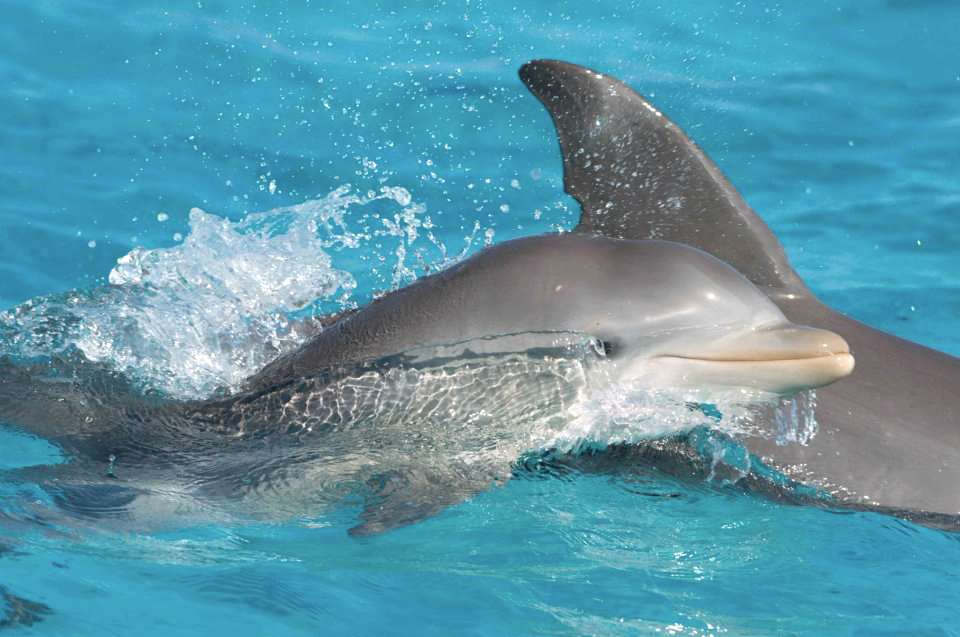 Bottlenose Dolphins, Abaco, Bahamas (Charlotte Dunn / BMMRO)