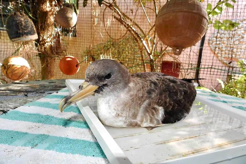 Shearwater die-off 2020 Abaco Bahamas (Melissa Maura)